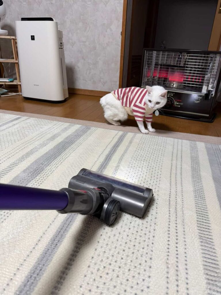 ペットの毛掃除をしてる画像